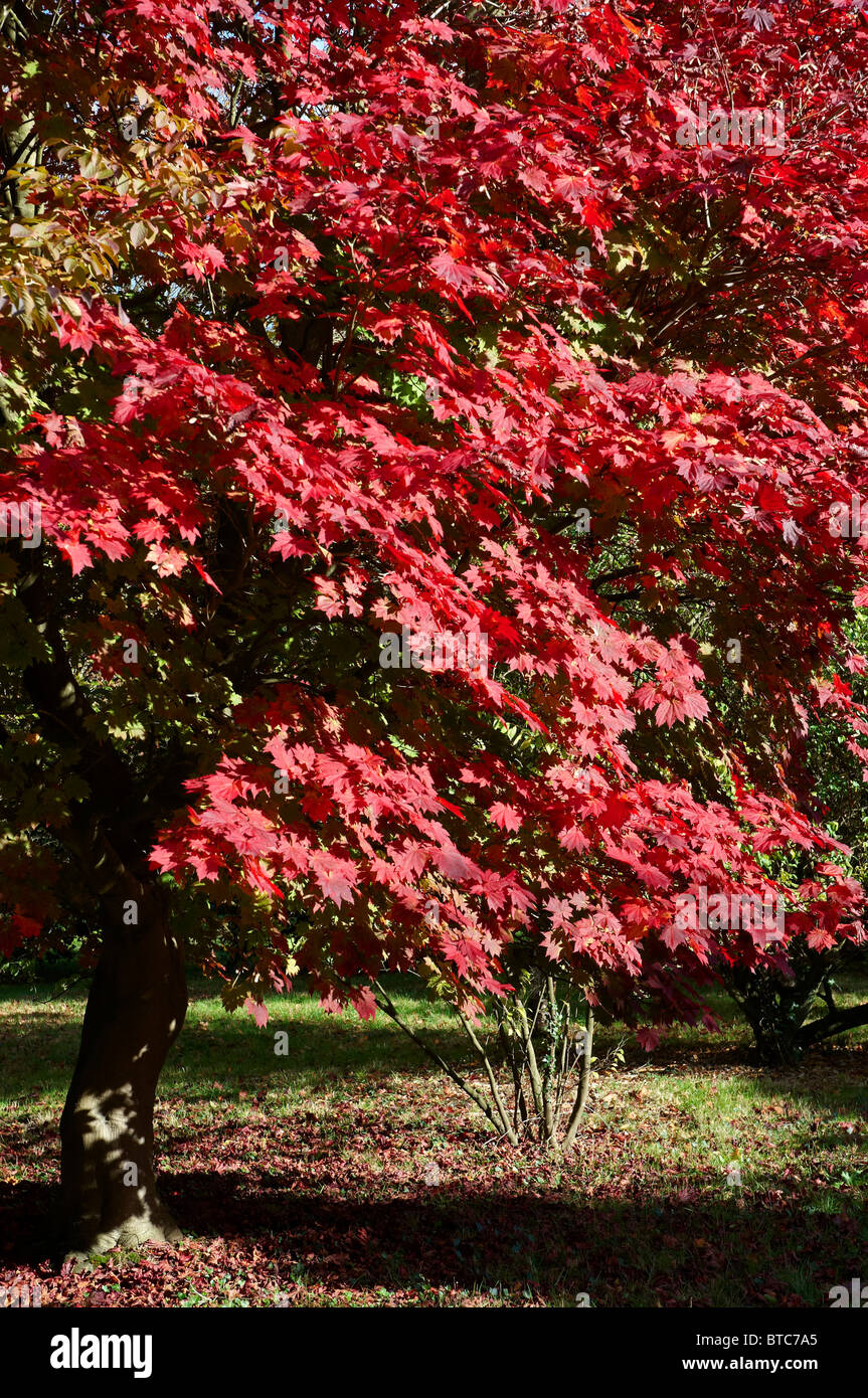 Acer Japonica Vitofolium ou pleine lune en automne de l'érable. Banque D'Images