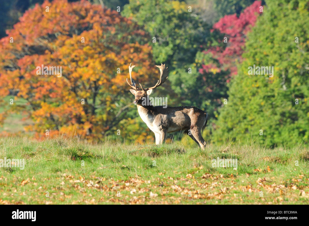 Cerf daim, Petworth Park West Sussex, Angleterre Banque D'Images