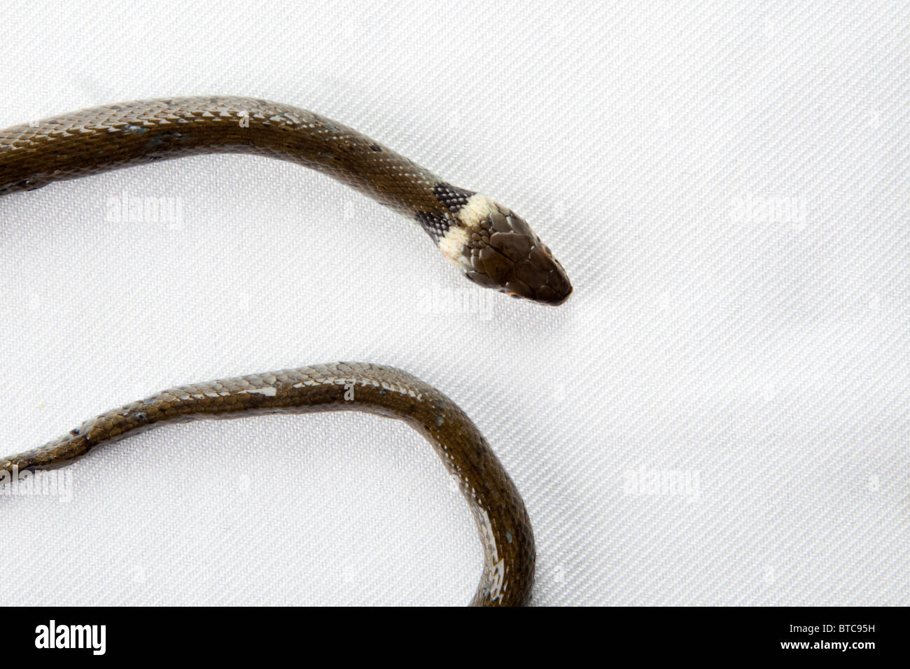 Couleuvre à collier (Natrix natrix) Vue de dessus, dead reptile sur fond  blanc. tête et col. 60cm de long. Voir 102779 Couleuvre Photo Stock - Alamy