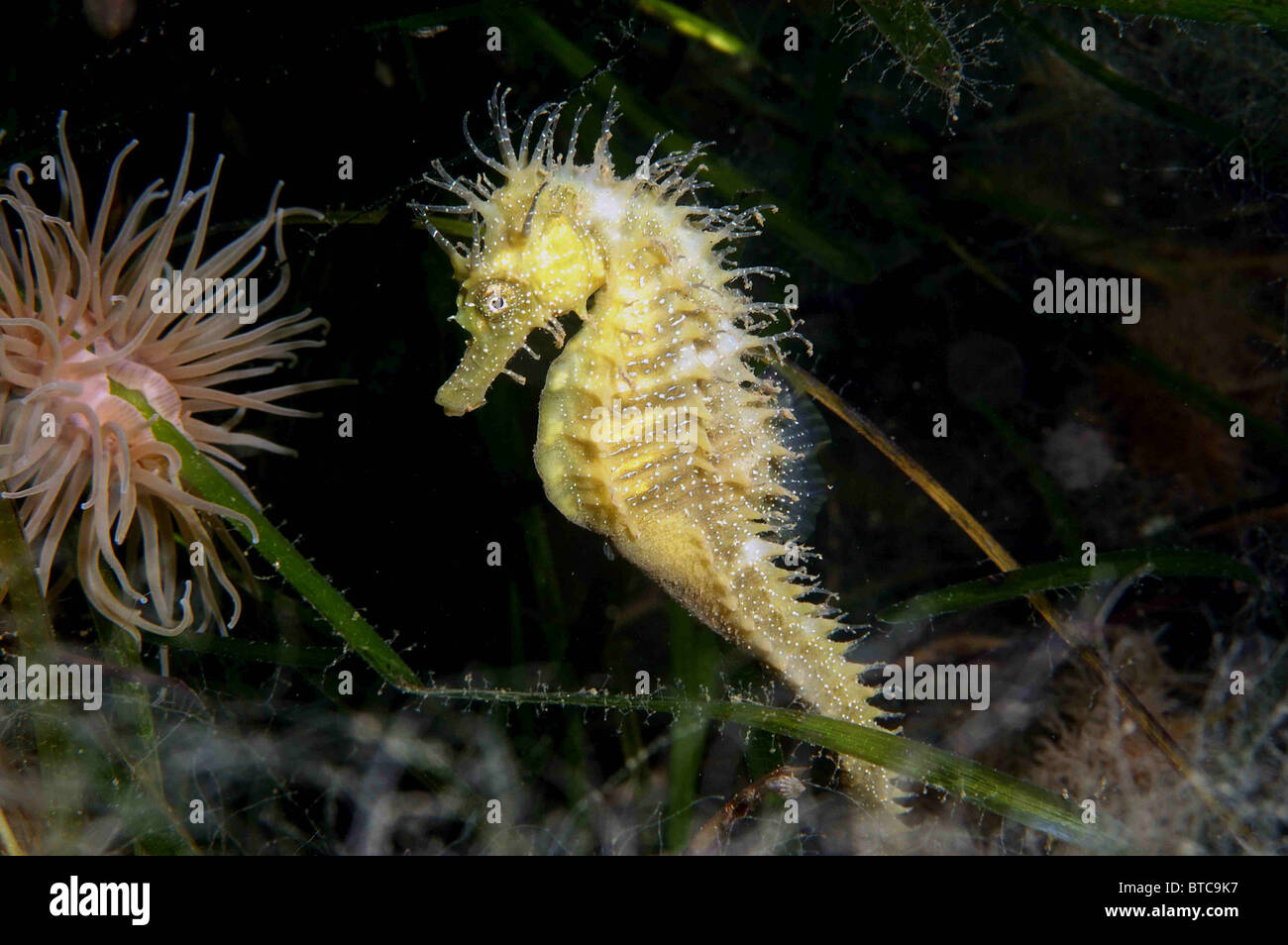 L'hippocampe. Hippocampus guttulatus, parmi la zostère marine, Zostera marina. Studland Bay Dorset, août. des hommes. Banque D'Images