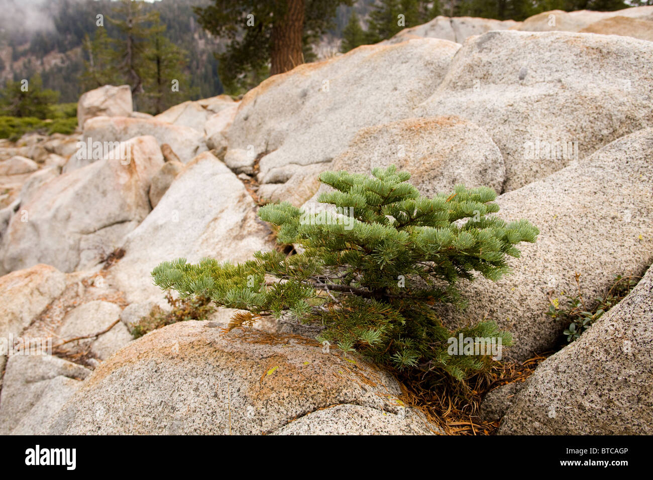 De plus en plus de sapins rouges immatures dans la roche se fissure - Californie, États-Unis Banque D'Images