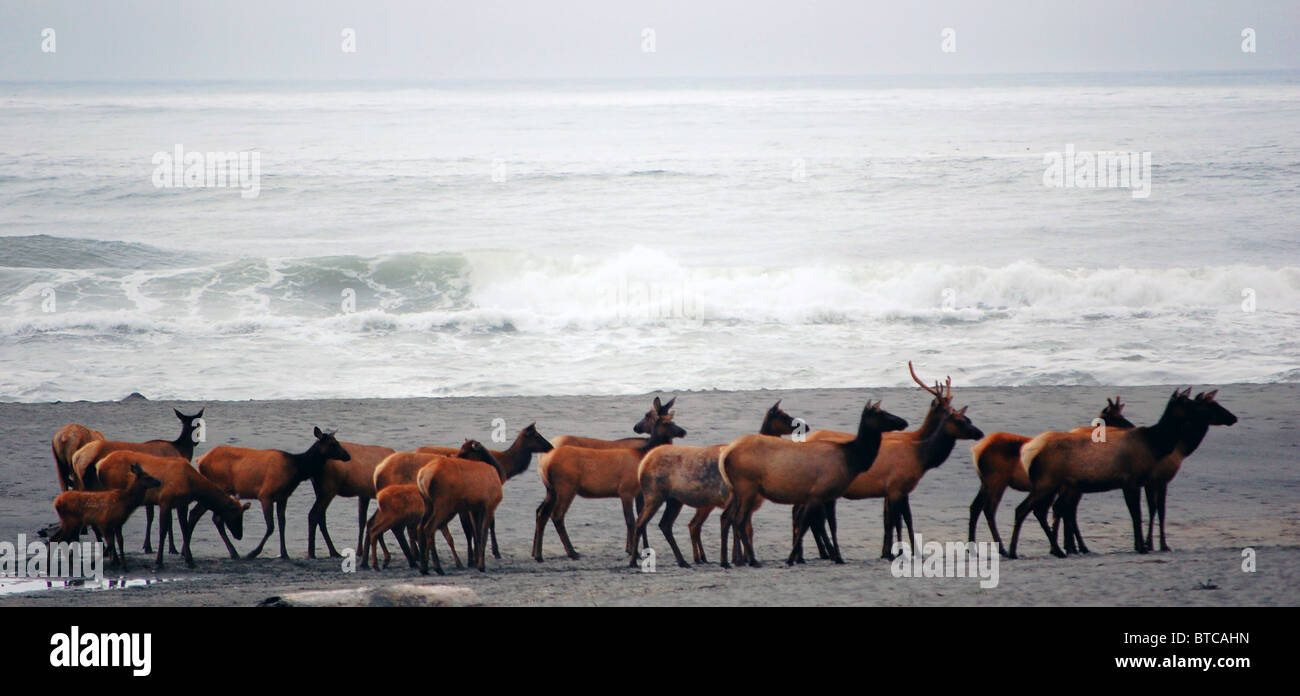 Le wapiti de Roosevelt sur les falaises d'or beach Banque D'Images