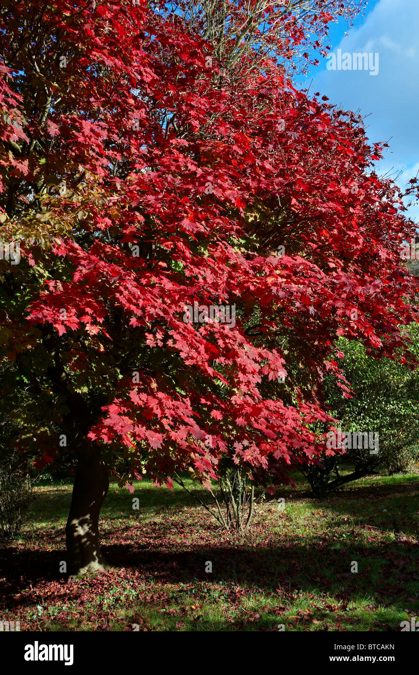 Acer Japonica Vitofolium ou pleine lune en automne de l'érable. Banque D'Images