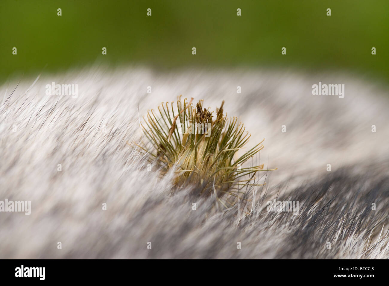 La bardane (Arctium minus). Graines attachées à l'arrière du chien. Banque D'Images