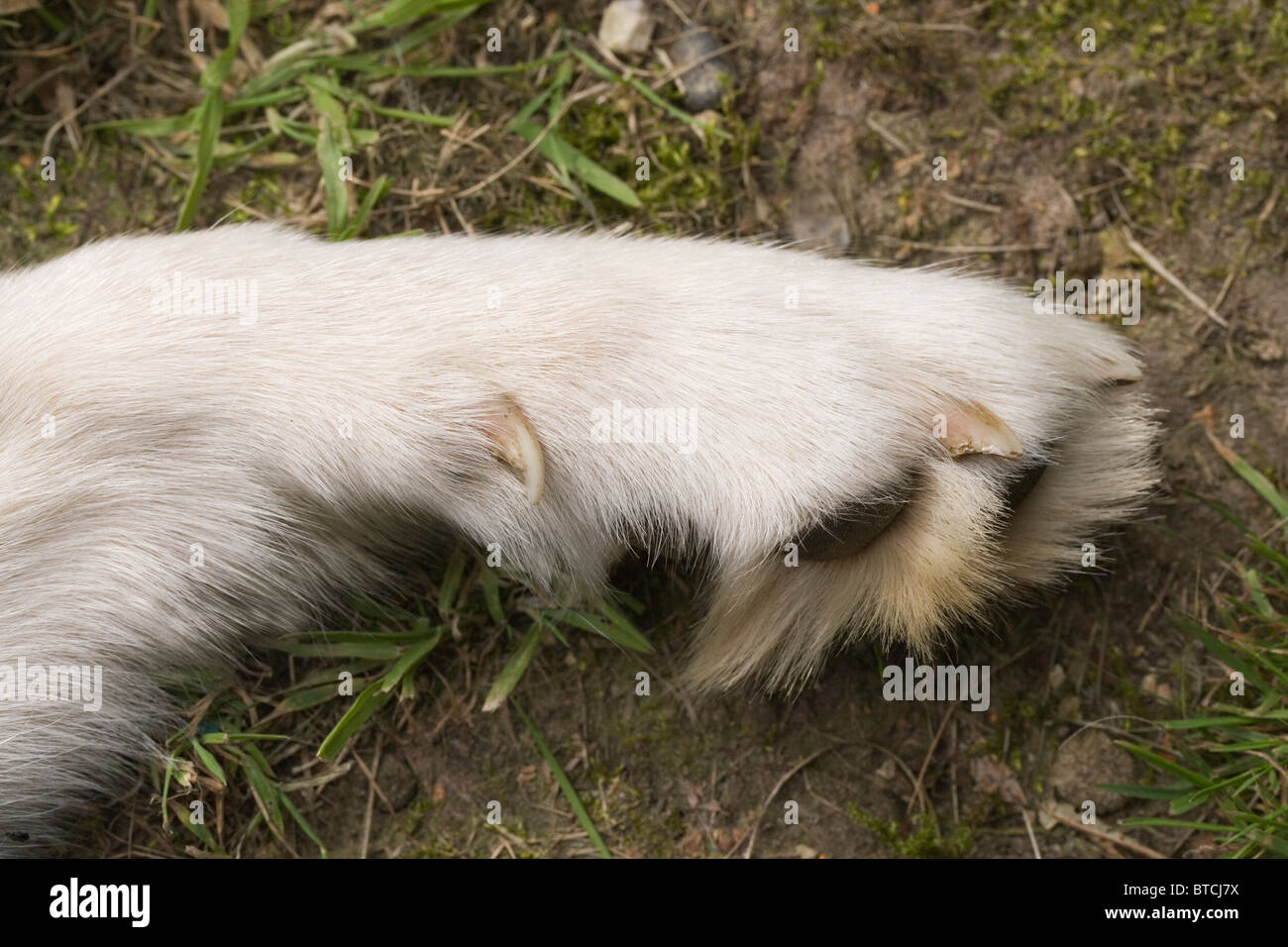 Le Chien (Canis lupus familiaris). Pied avant gauche montrant premier chiffre avec griffe de rosée, jambe tendus sur le sol. Banque D'Images