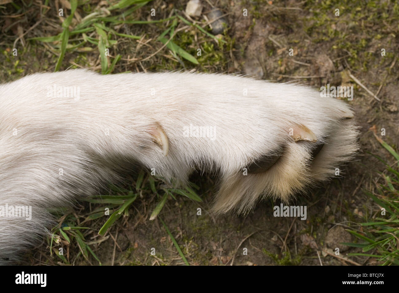 Griffe De Rosee Banque De Photographies Et D Images A Haute Resolution Alamy