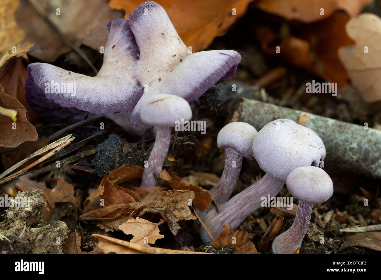 Le fourbe améthyste Laccaria amethystea (champignons), un champignon comestible qui pousse principalement dans la litière de hêtre. Banque D'Images