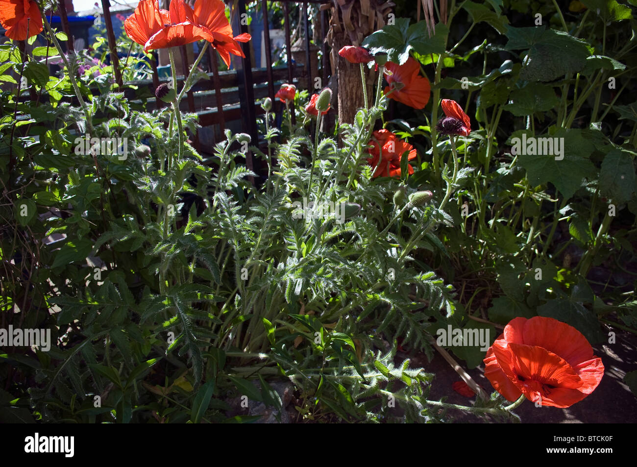 Grand pavot d'ornement en fleurs dans un jardin anglais Banque D'Images