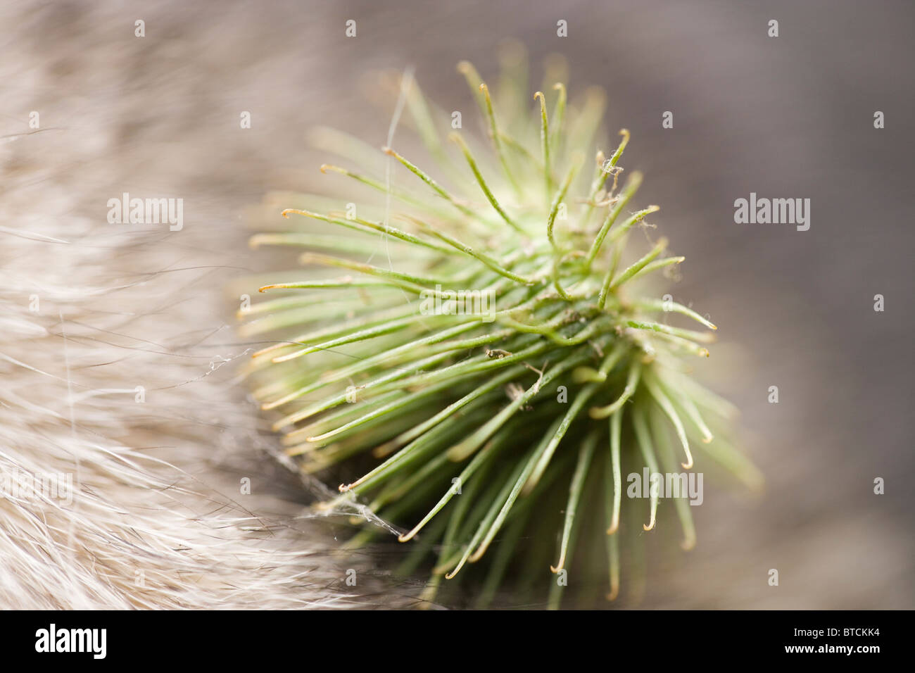 La bardane (Arctium minus). Tête de graines ou fruits attachés par des crochets "à fourrure d'un chien. Banque D'Images