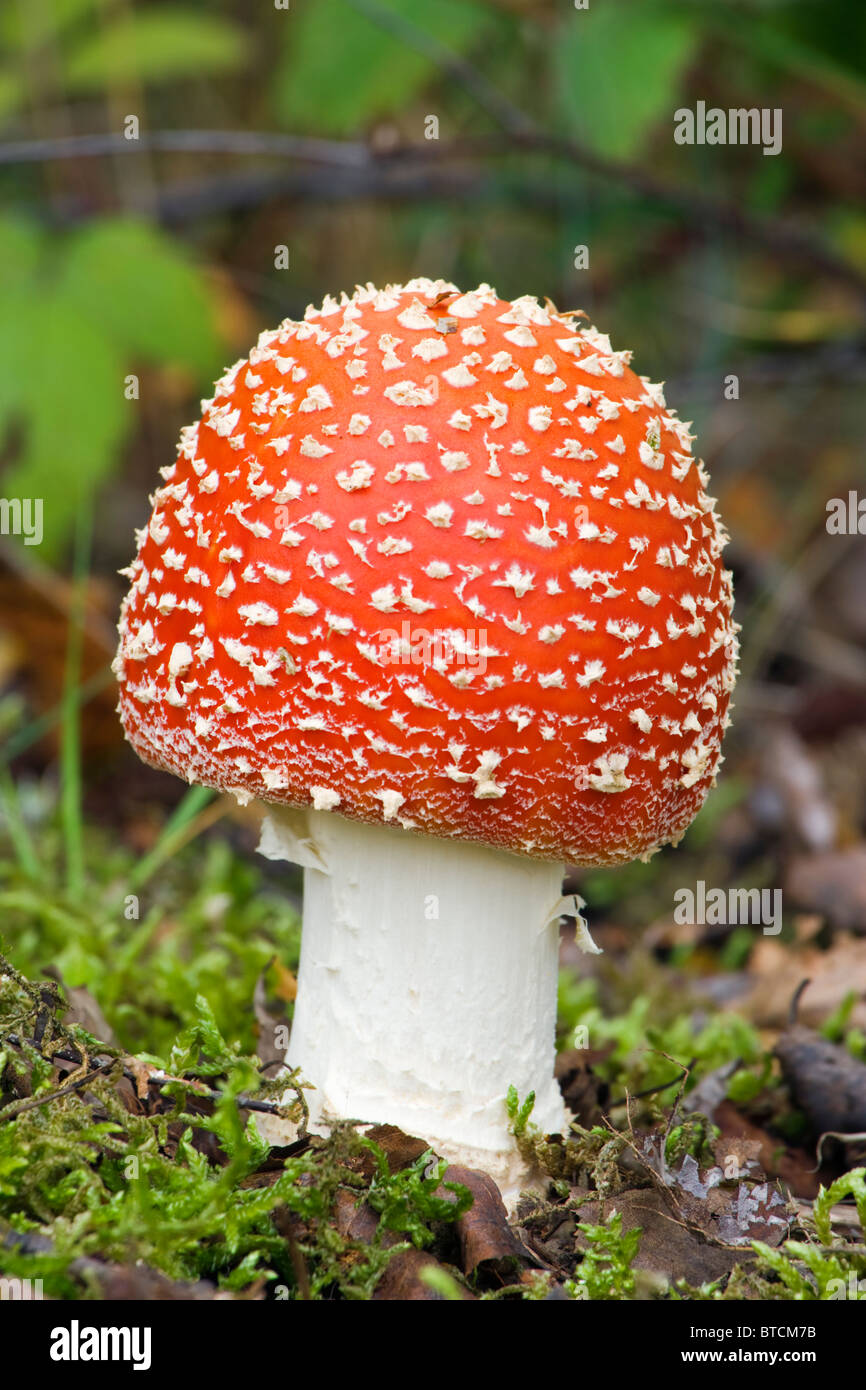 Agaric Fly, Amanita muscaria. Moisissure toxique. UK Banque D'Images