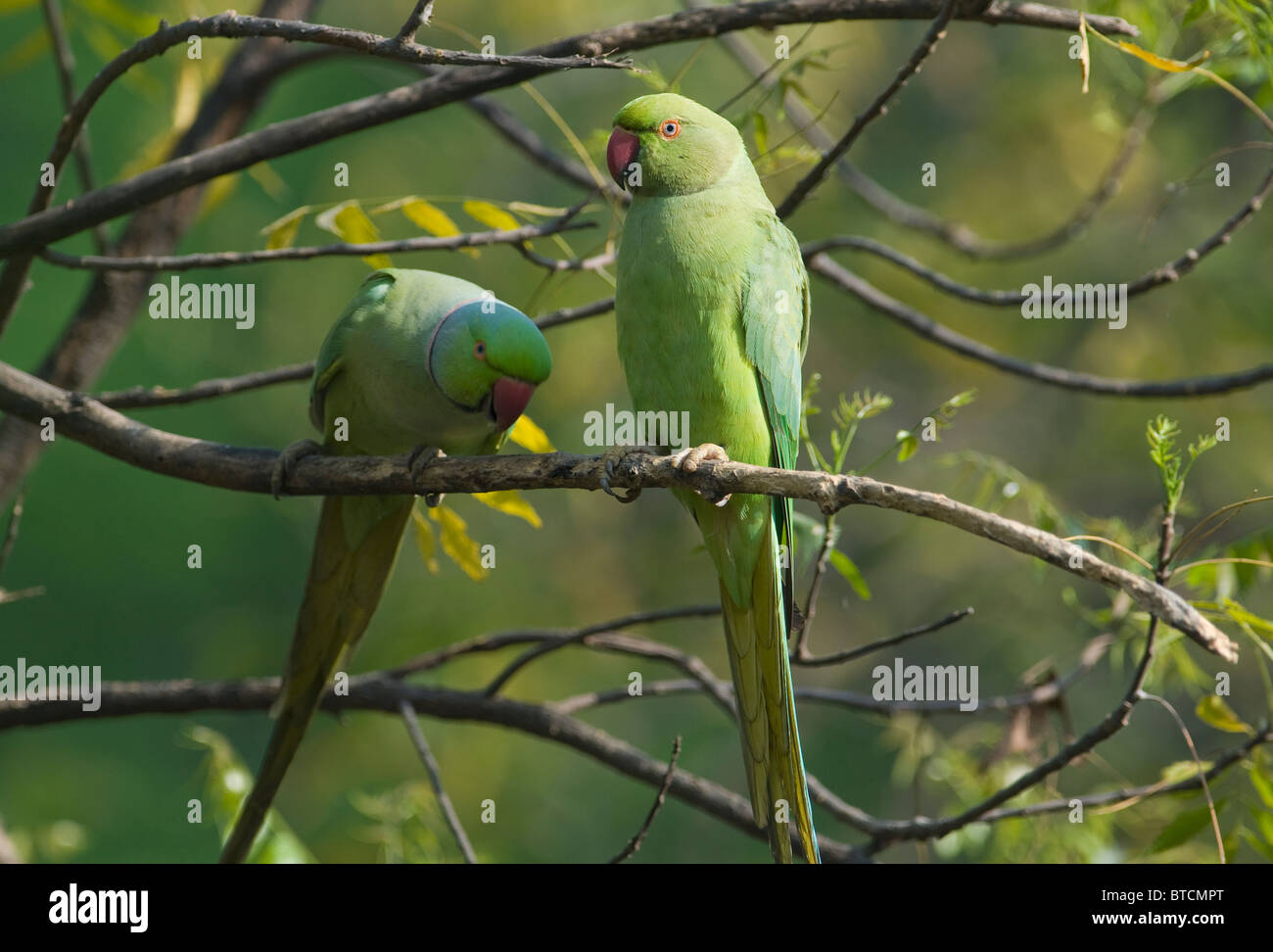 Héron pourpré (Psittacula krameri) Mâle (l) et femelle (r) Chambal, Madhya Pradesh, Inde Banque D'Images