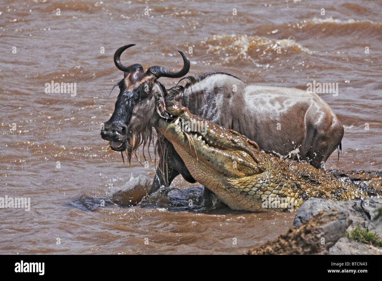 Crocodile (Crocodylus niloticus) Prendre le Gnou bleu (Connochaetes taurinus) dans le Masai Mara National Reserve. Kenya Banque D'Images