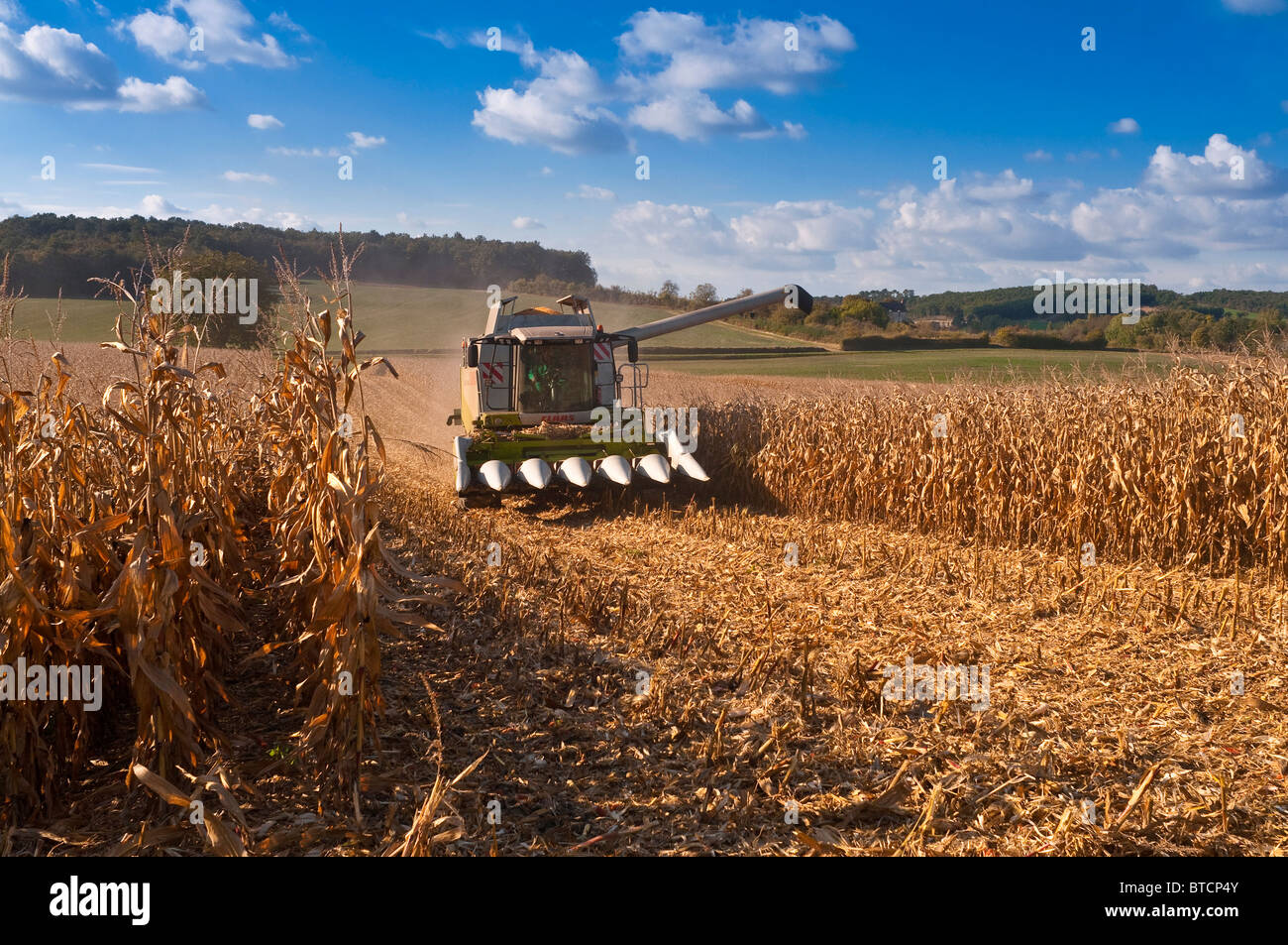 Rendmt Lexion Claas 540 moissonneuse-batteuse, la récolte du maïs / Maïs doux - culture Indre-et-Loire, France. Banque D'Images