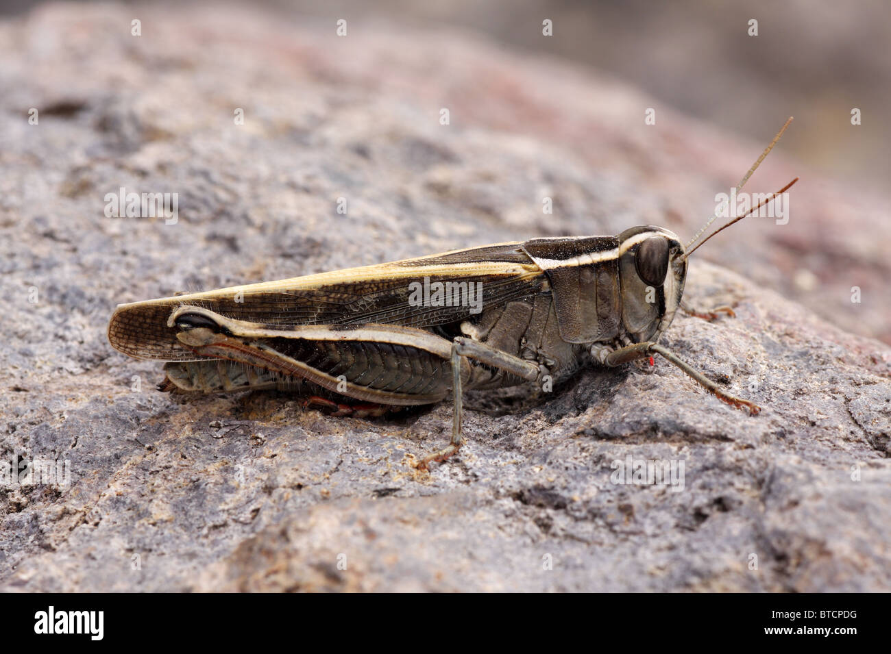 - Calliptamus italicus criquet italien Banque D'Images