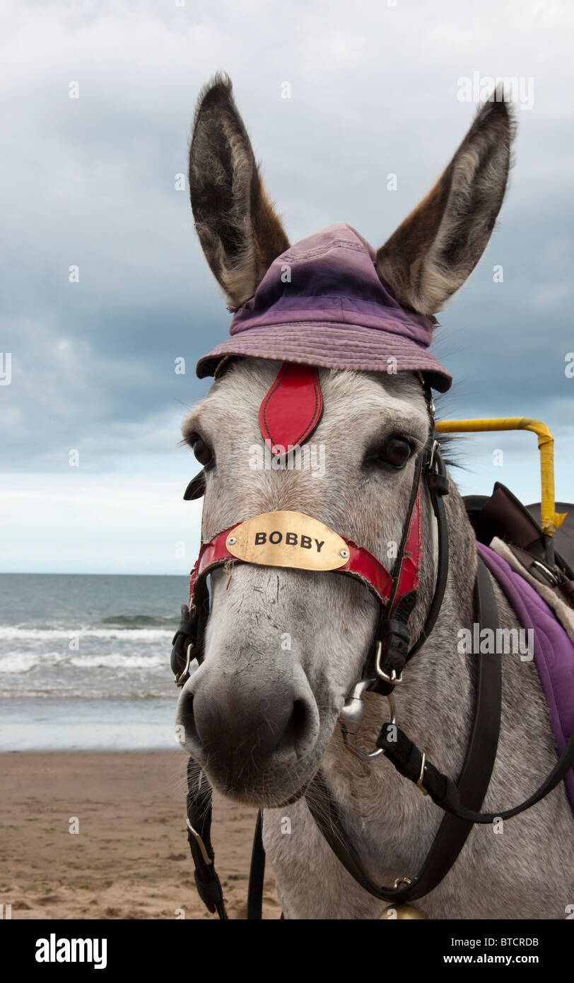 Bobby l'âne posant sur Scarborough beach. Banque D'Images