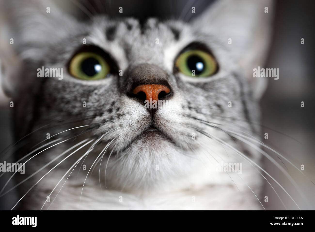 Mau égyptien chaton face closeup Banque D'Images