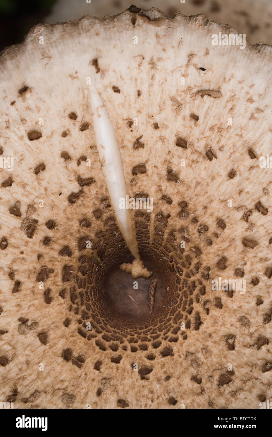 Parasol de champignons (Macrolepiota procera). Octobre, Norfolk. Le bouchon. Banque D'Images