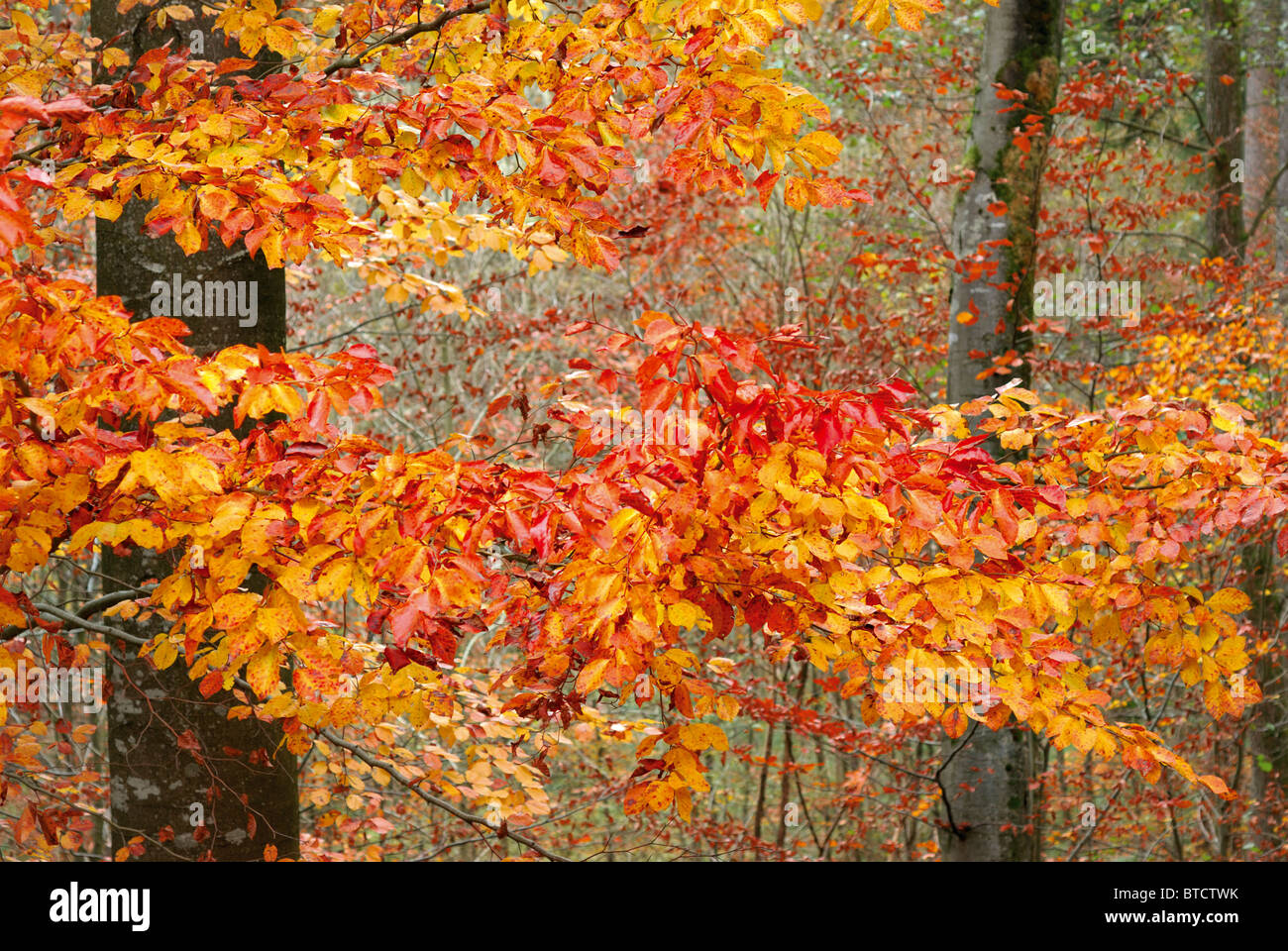 Allemagne : l'automne dans la forêt de Oden Banque D'Images