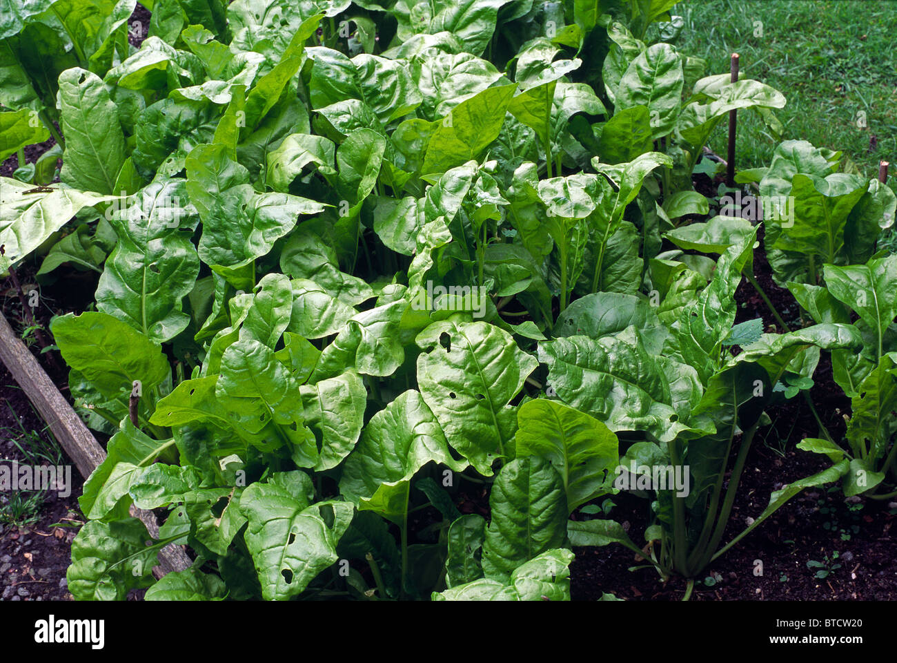 D'épinard (Spinacia oleracea) cultivar poussant dans un jardin potager Banque D'Images