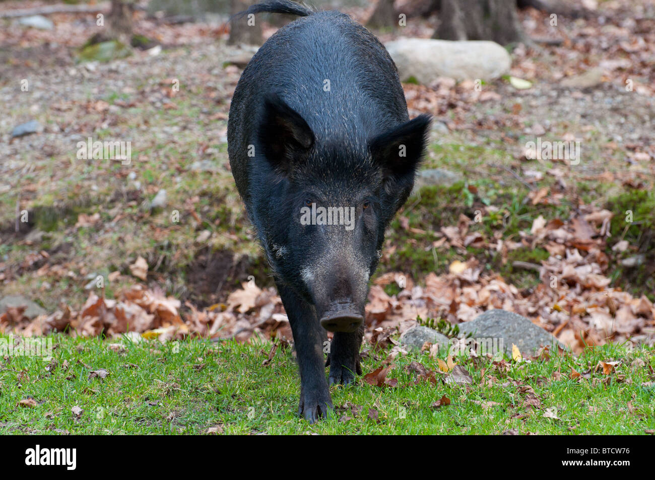 Un sanglier Banque D'Images