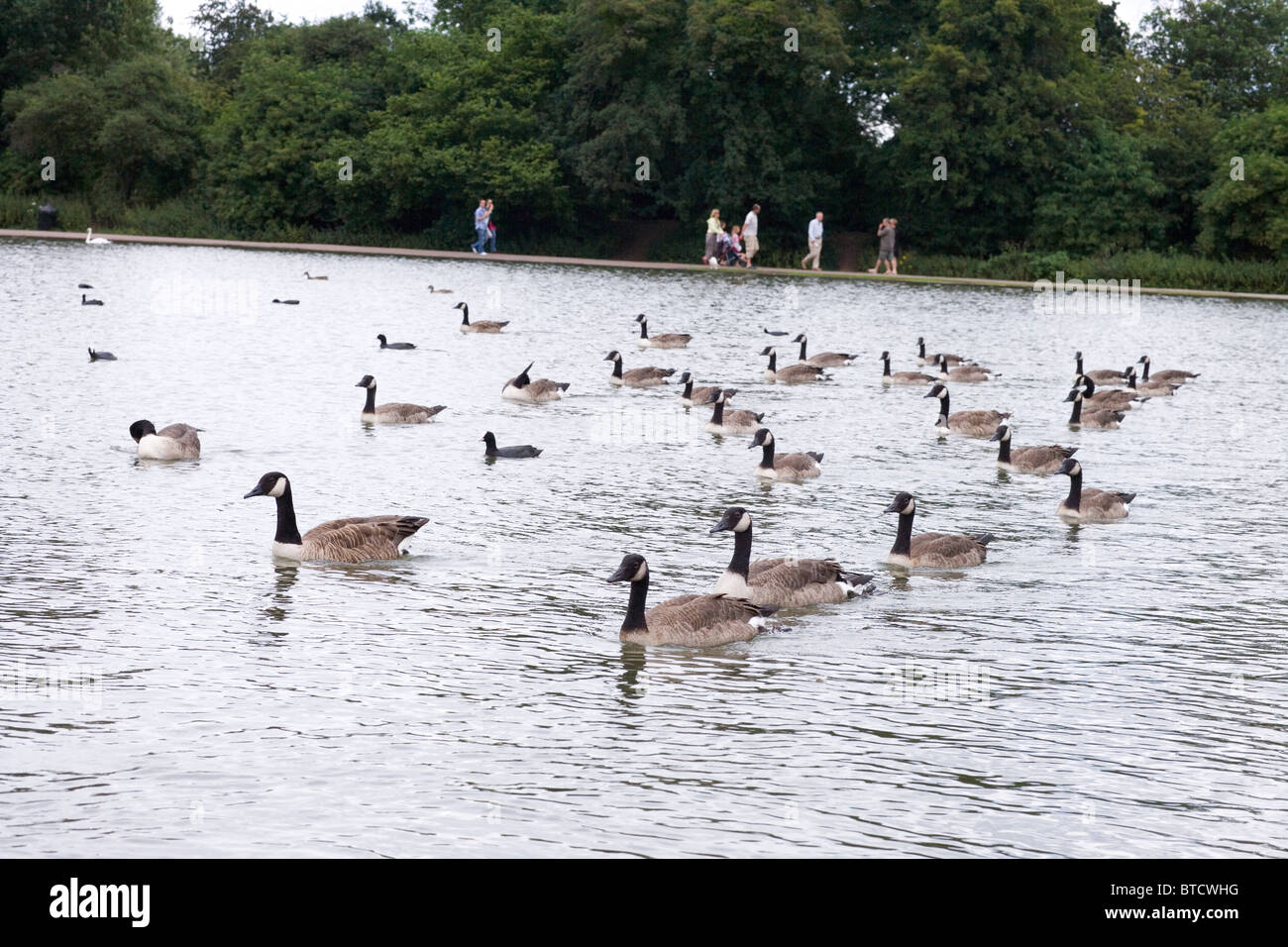 Bernache du Canada Branta canadensis. Sur le lac en Verulamium Park, St Albans. Le Hertfordshire. L'Angleterre. Banque D'Images