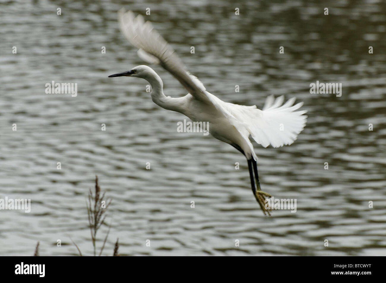 Une Aigrette garzette en vol au-dessus d'un lac Banque D'Images