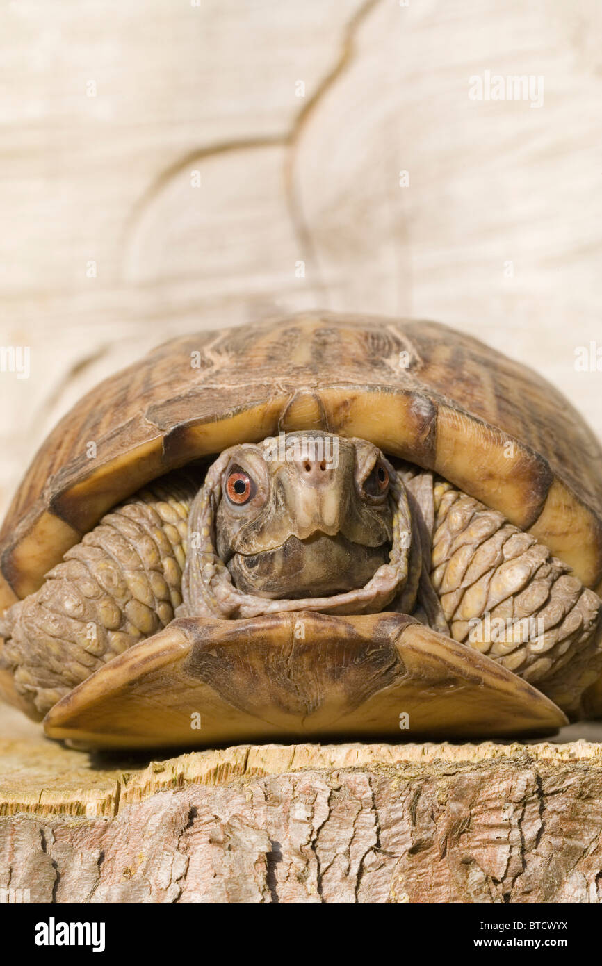 L'Amérique du Nord ou des tortues-boîtes Caroline (Terrapene carolina). Banque D'Images