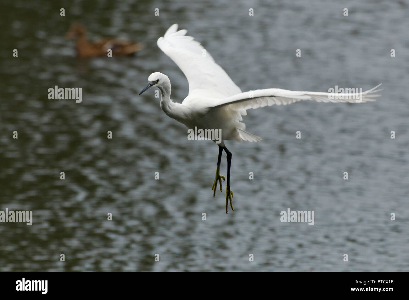 Une Aigrette garzette en vol au-dessus d'un lac Banque D'Images