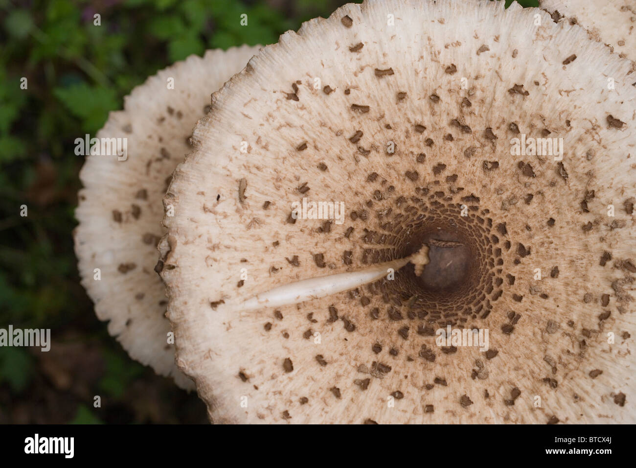 Parasol de champignons (Macrolepiota procera). Octobre, Norfolk. Caps. Banque D'Images