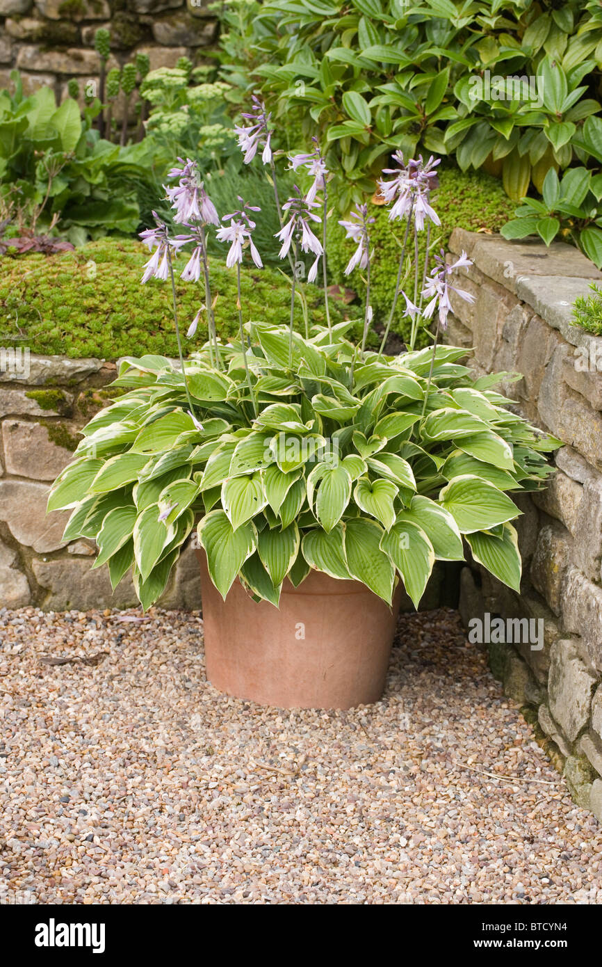 Hosta sp. Jardin, maison et de plantes en pot. Feuillage panaché variété à fleur. Banque D'Images