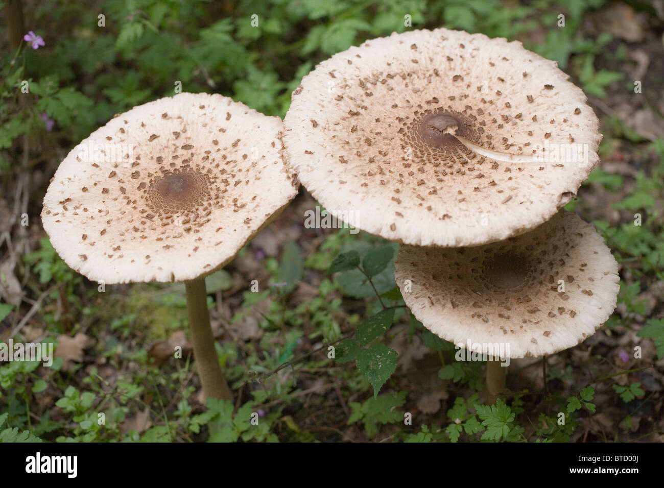 Parasol de champignons (Macrolepiota procera). Octobre, Norfolk. Banque D'Images