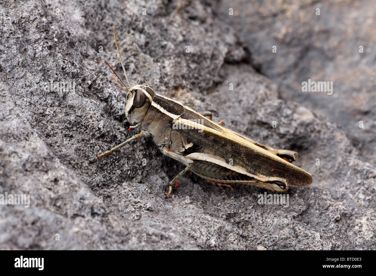 - Calliptamus italicus criquet italien Banque D'Images