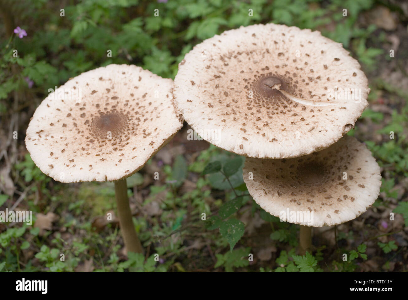 Parasol de champignons (Macrolepiota procera). Octobre, Norfolk. Banque D'Images
