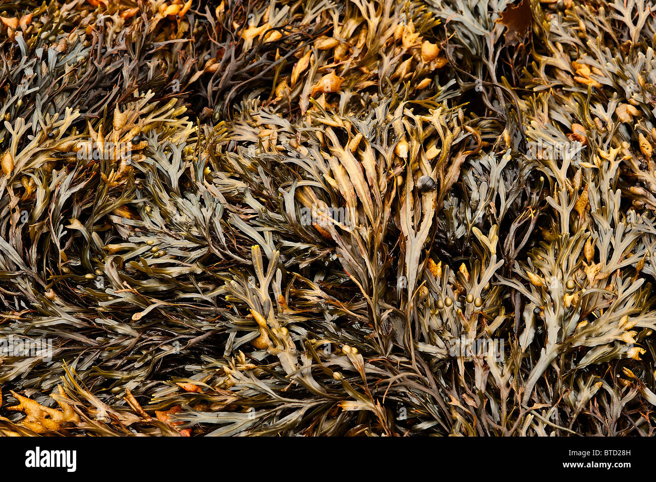 Les algues à marée basse, dans le Maine, USA Banque D'Images
