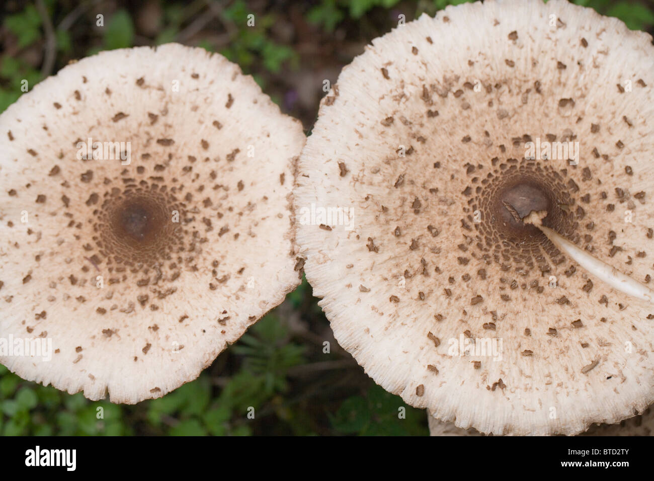 Parasol de champignons (Macrolepiota procera). Octobre, Norfolk. Caps. Banque D'Images