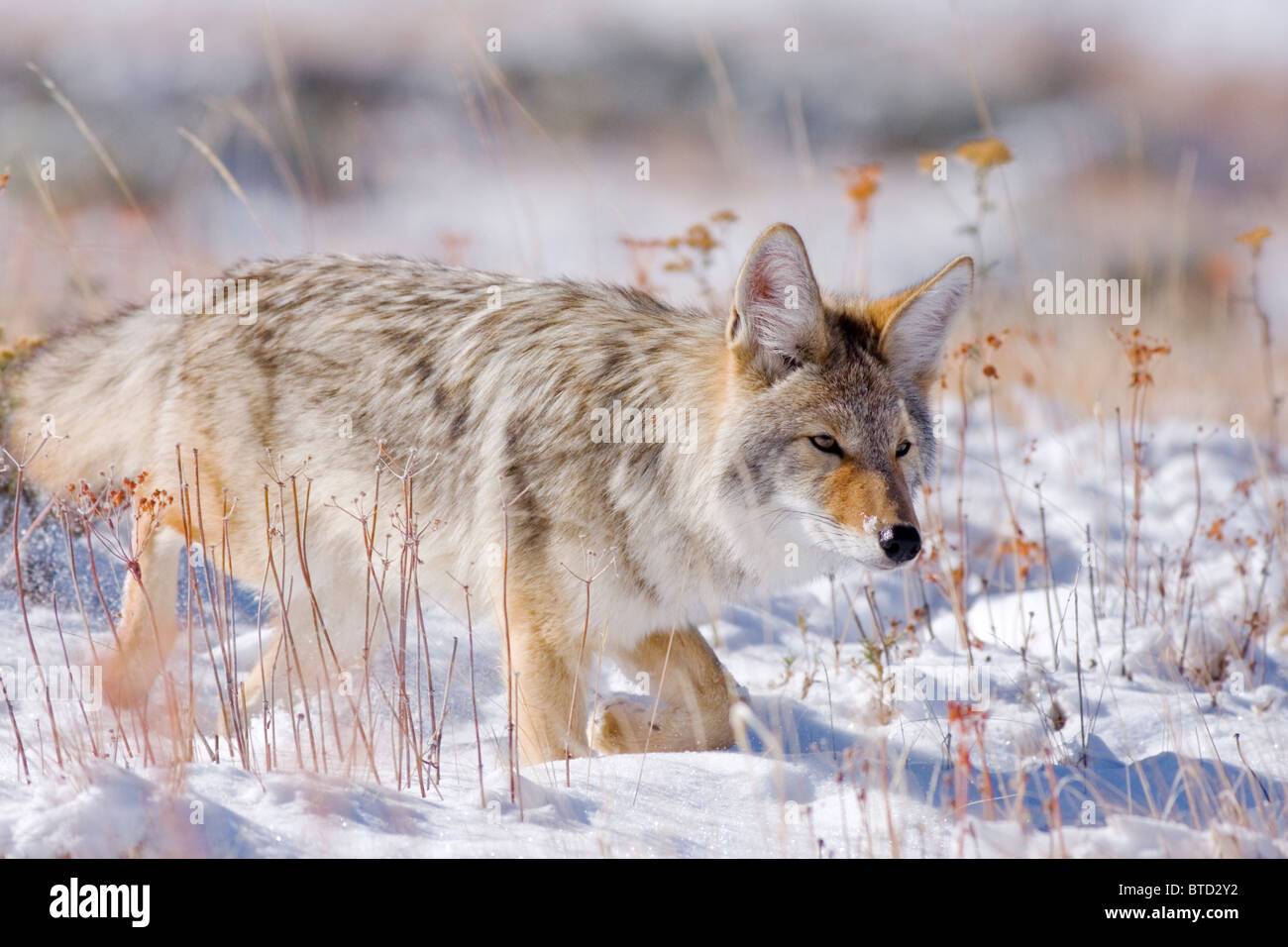 La chasse au coyote pour rongeurs Banque D'Images