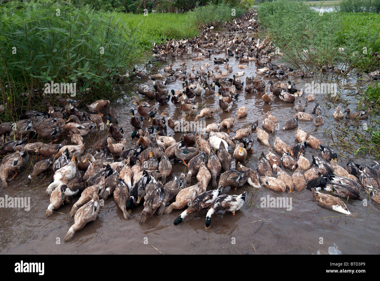 L'élevage de canards à Kumarakom, Kerala, Inde. Banque D'Images