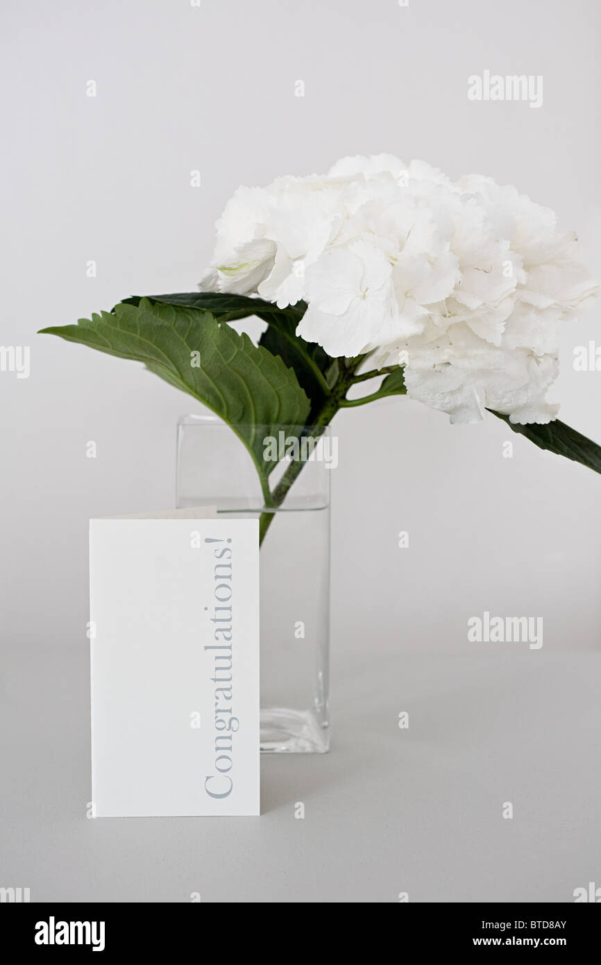 Fleur et une carte de félicitations Photo Stock - Alamy