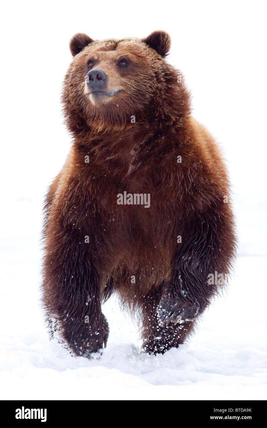 Un adulte ours brun passe à travers la neige fraîche à l'Alaska Wildlife Conservation Center, Portage, Alaska, Winter, captive Banque D'Images