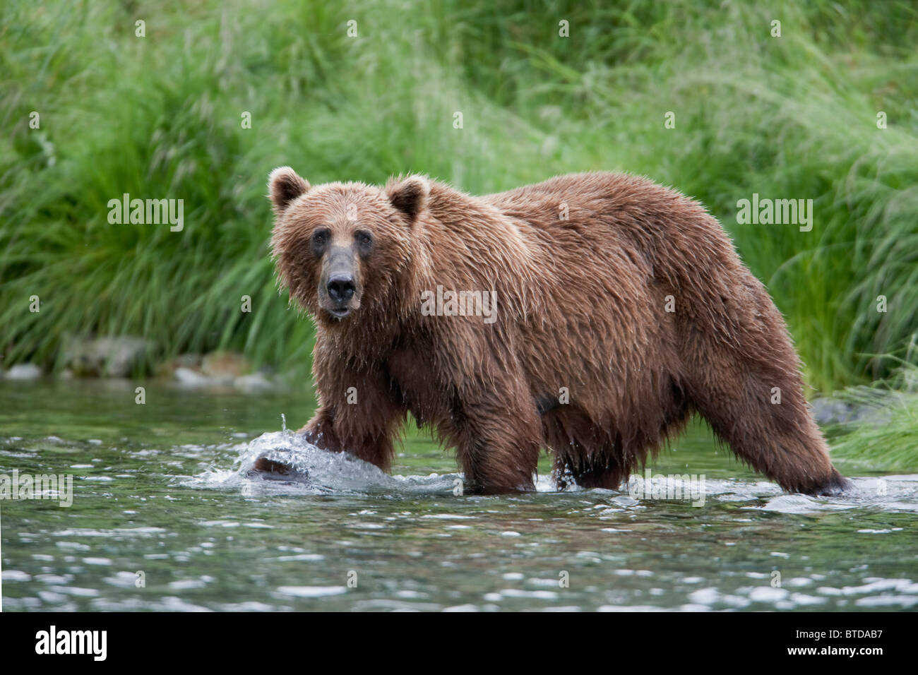 Ours brun la pêche du saumon dans un ruisseau près de Prince William Sound, les montagnes Chugach, Alaska, la Forêt Nationale de Chugach Banque D'Images