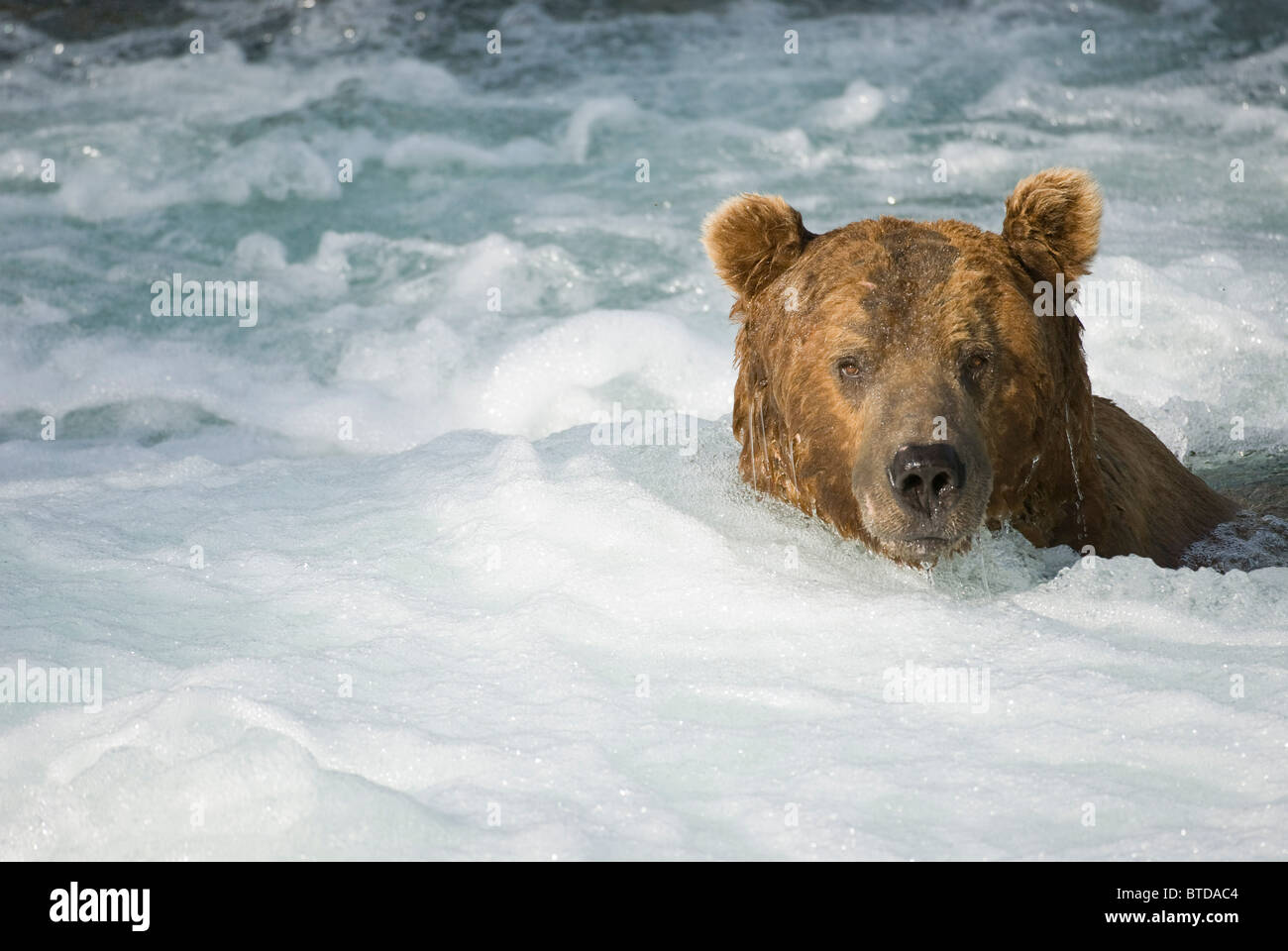 Ours brun adultes natation dans les eaux turbulentes ci-dessous Brooks Falls à Katmai National Park, sud-ouest de l'Alaska, l'été Banque D'Images