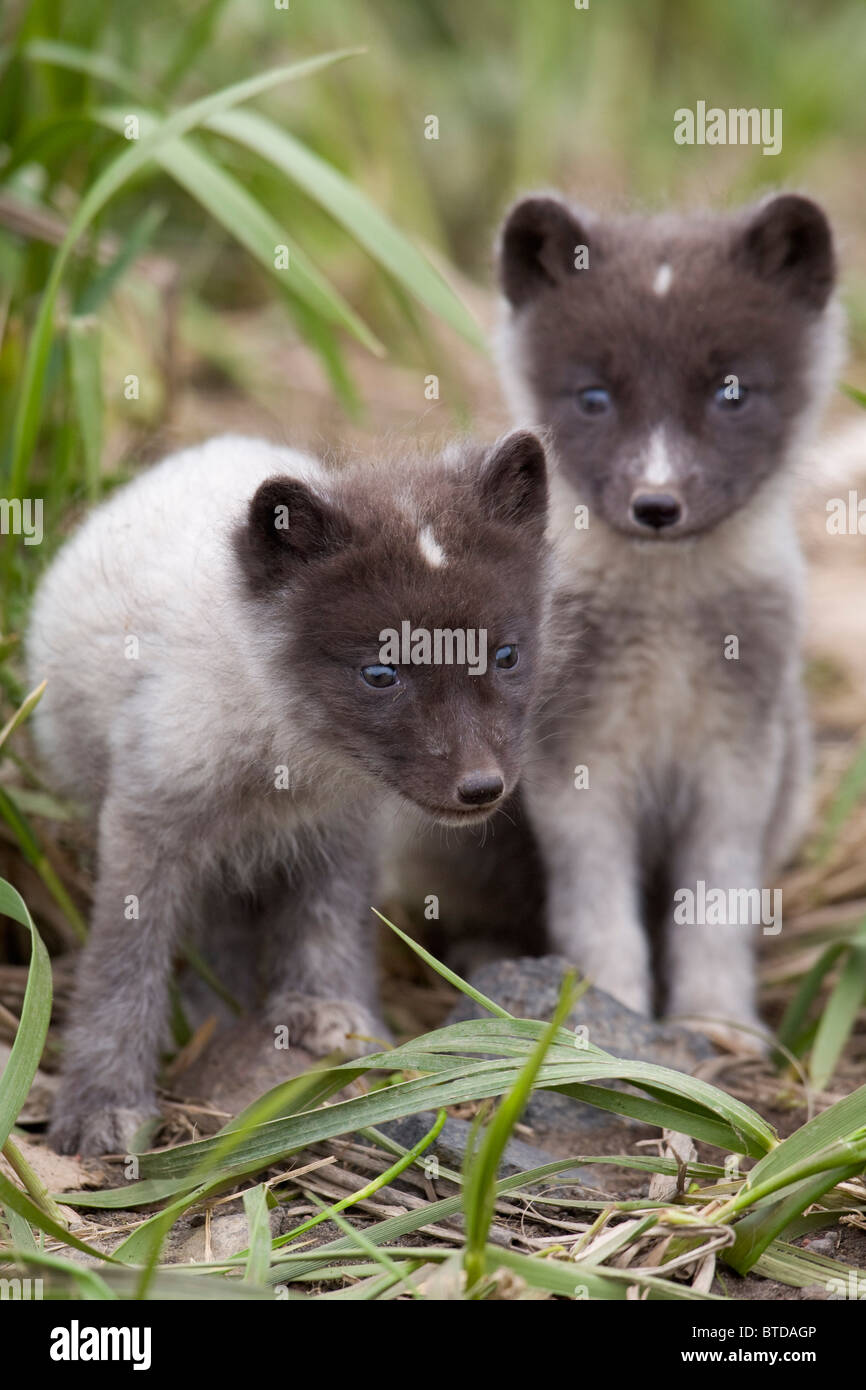 Close up of Arctic Fox pups, Saint Paul Island, îles Pribilof, Mer de Béring, en Alaska, le sud-ouest, l'été Banque D'Images