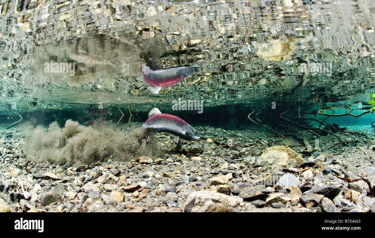 Vue sous-marine d'un saumon rouge femelle le creusement d'une puissance, redd Creek, Delta de la rivière Copper, Prince William Sound, Alaska Banque D'Images