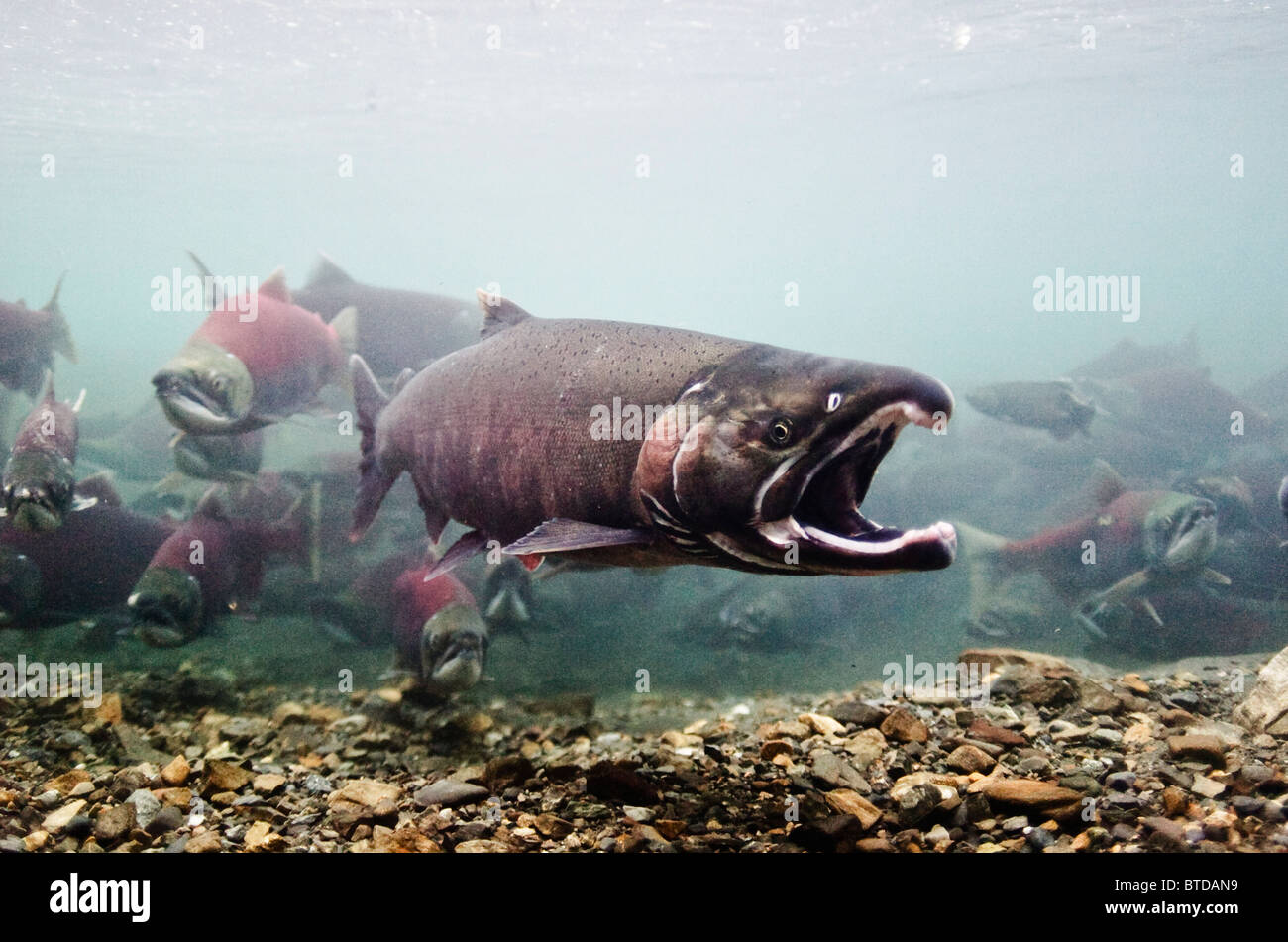 Vue sous-marine de saumons mâles affichant le comportement béant pour le saumon rouge, le ruisseau d'alimentation, Prince William Sound, Alaska Banque D'Images