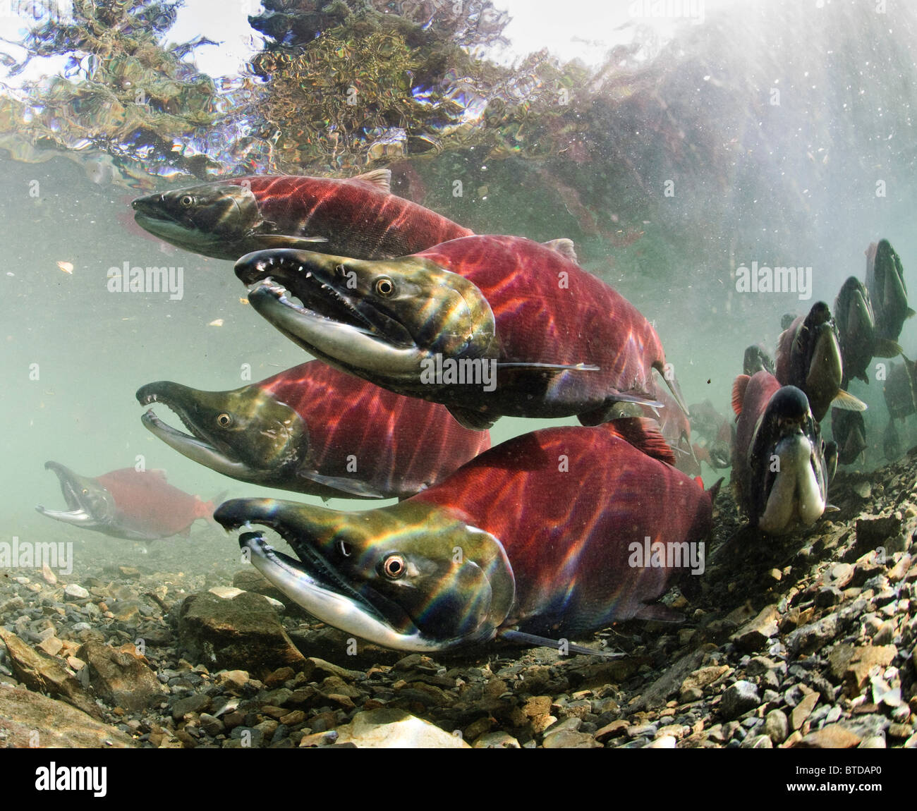 Les saumons rouges mâles matures sur les frayères, Power Creek, Delta de la rivière Copper, Prince William Sound, Southcentral Alaska Banque D'Images