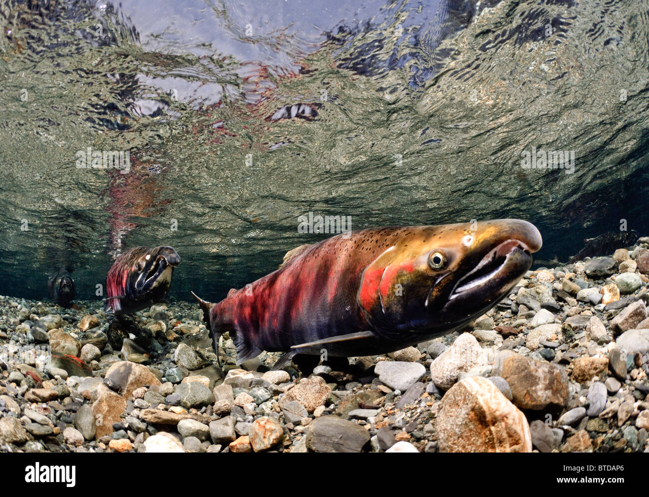 Le coho mature jumelés pour le frai dans le ruisseau d'alimentation, Delta de la rivière Copper, Prince William Sound, Southcentral Alaska Banque D'Images