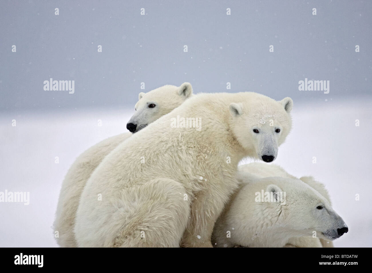 Au cours d'une tempête de neige légère deux oursons polaires se blottir à côté de leur mère au repos, Churchill, Manitoba, Canada Banque D'Images