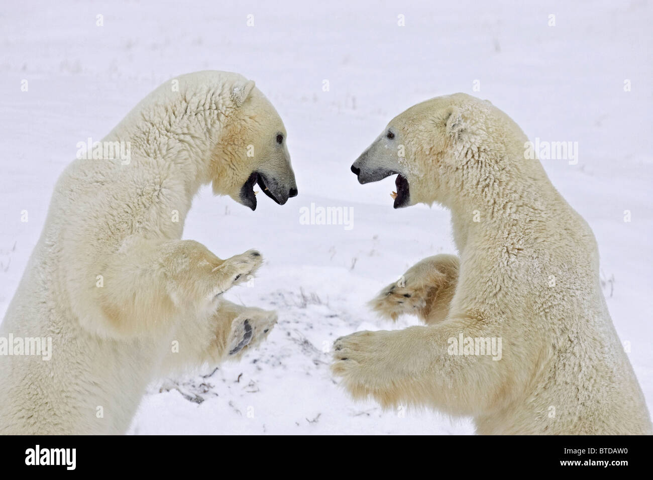 Deux ours polaires (Ursus maritimus) se tenir sur leurs pattes et jouer lutte à Churchill, Manitoba, Canada, Hiver Banque D'Images