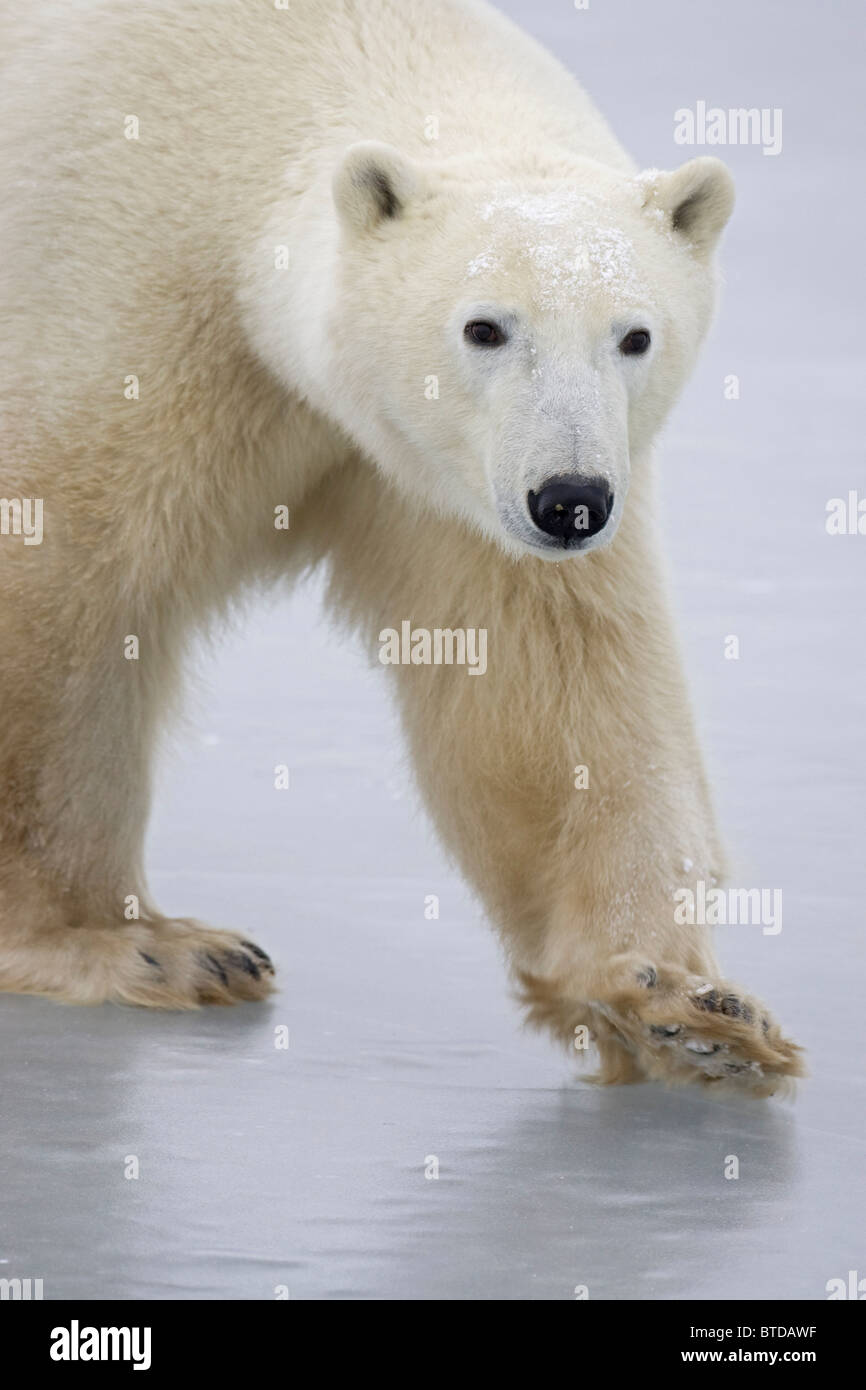 Portrait d'un adulte l'ours polaire (Ursus maritimus) marchant sur la glace du lac à Churchill, Manitoba, Canada, Hiver Banque D'Images