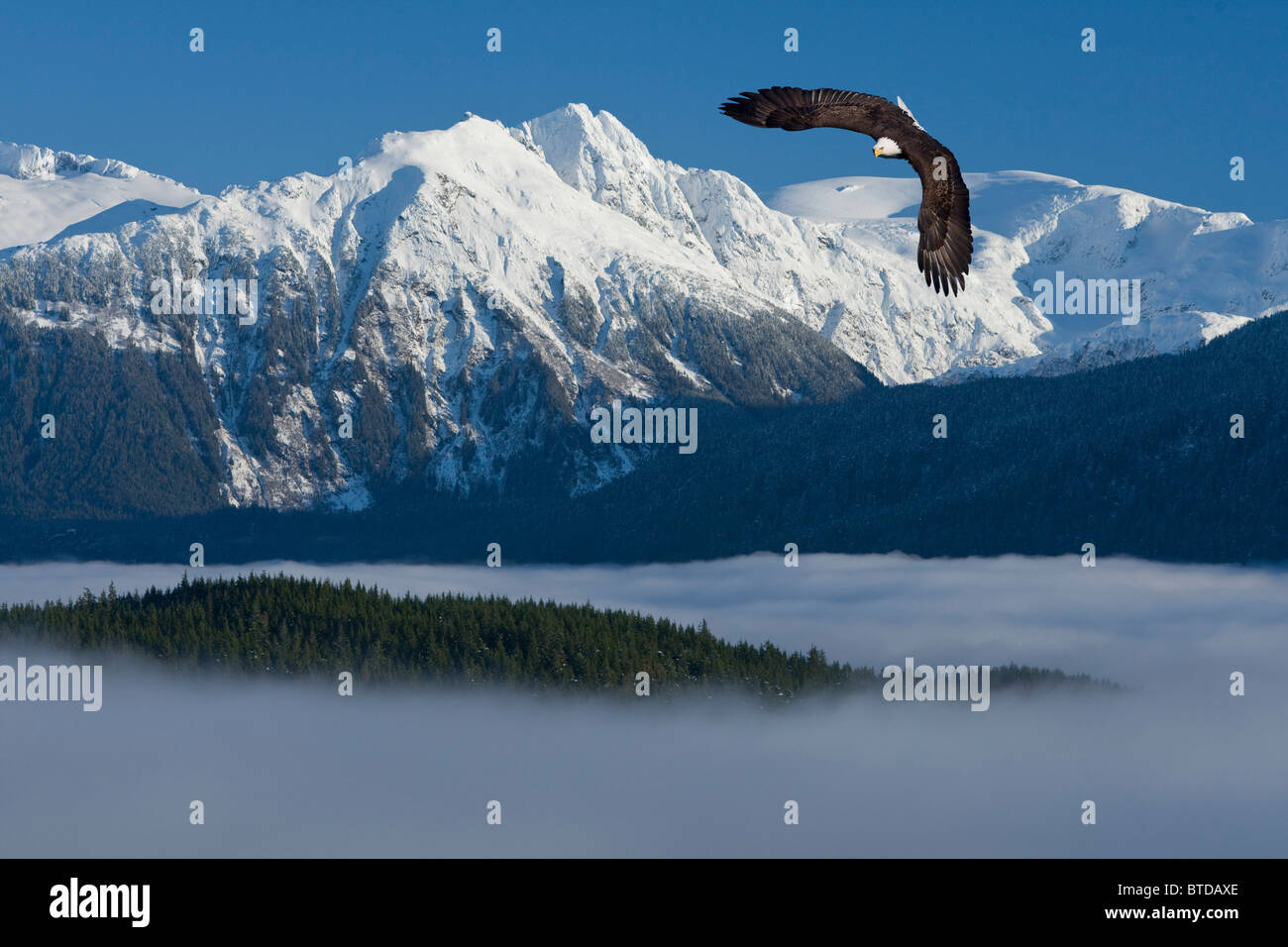 Pygargue à tête blanche plane au-dessus du passage intérieur et la Forêt Nationale Tongass, côte et montagnes, Alaska, Winter, COMPOSITE Banque D'Images